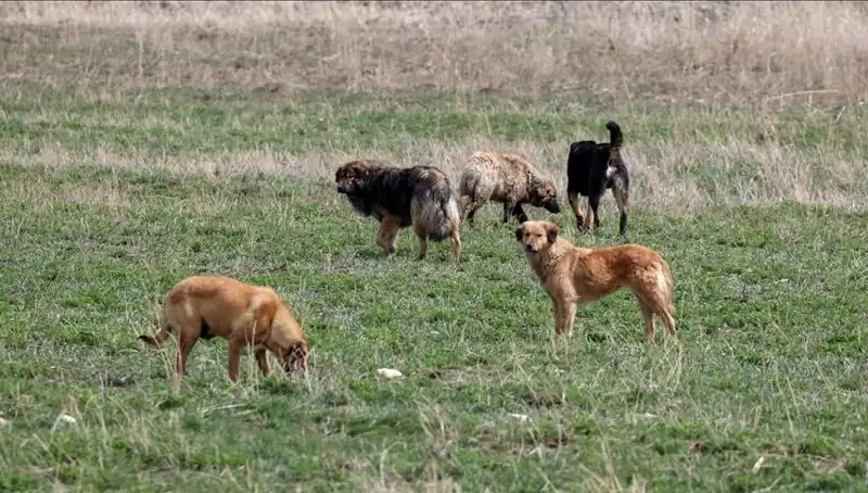 Ankara'da Sahipsiz Köpekler İçin Cezalarda Radikal Değişiklik!