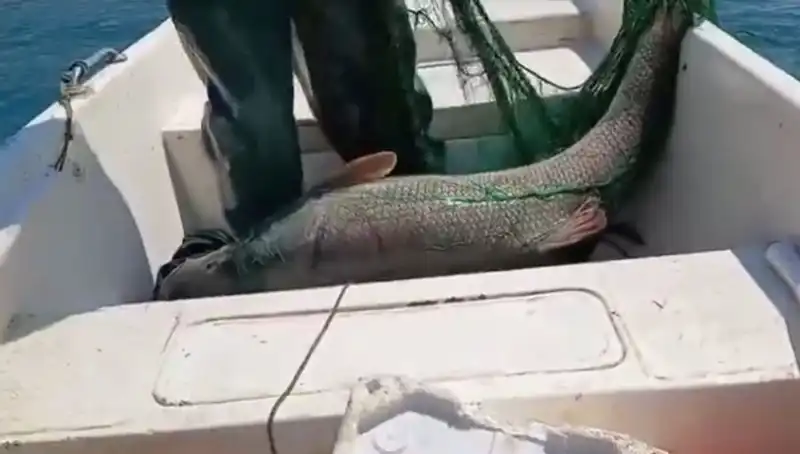 Dev Turna Balığı Avında Rekor Kırıldı: 72 Kilogramlık Canavar!