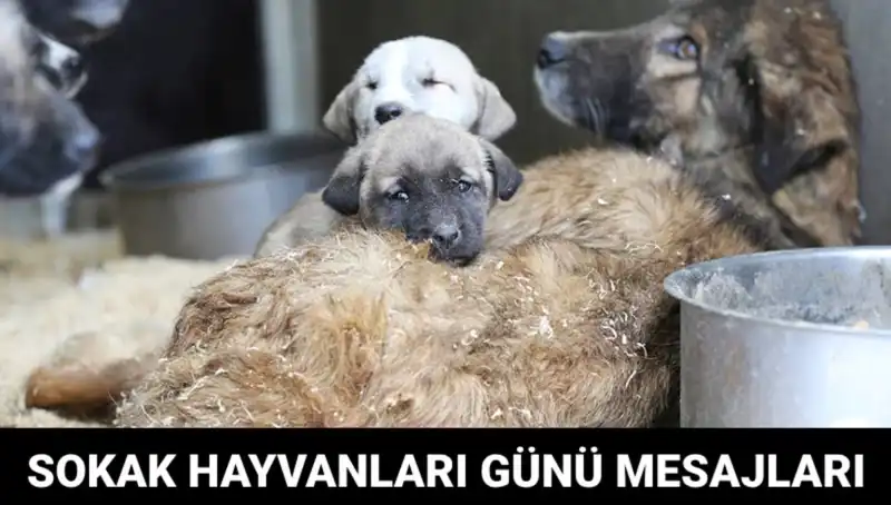 Dünyayı Saracak Sevgi: Dünya Sokak Hayvanları Günü Yaklaşıyor!