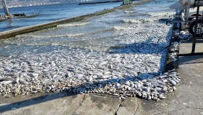 İzmir Körfezi'nde Tarihi Proje: Temiz ve Sağlıklı Bir Gelecek