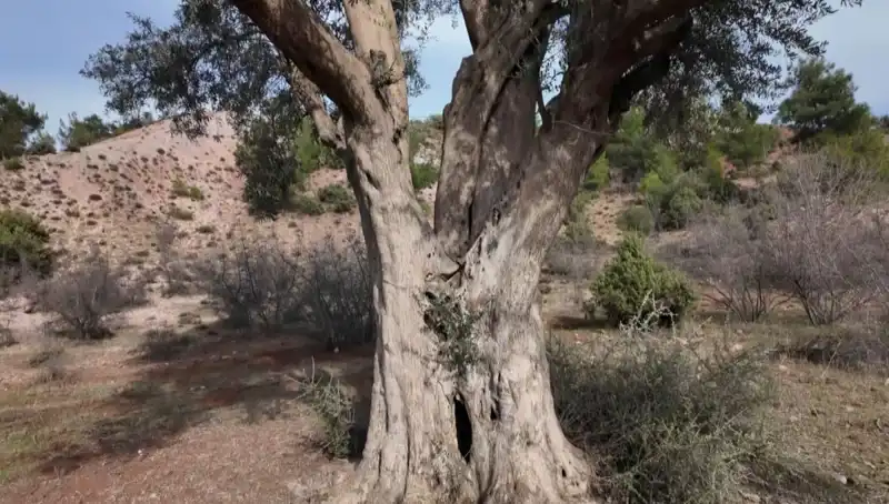 800 Yıllık Zeytin Ağacı: Tarihin Tanığı ve Kültürel Mirasımız