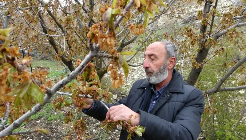 Zirai Don Alarmı: Albastı Kirazı Üreticileri Zorlu Günler Yaşıyor!