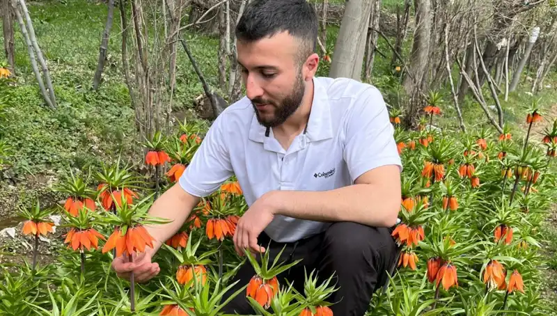 "Ağlayan Gelin: Doğanın Mucizesi ve Korunması Gereken O Misafir"