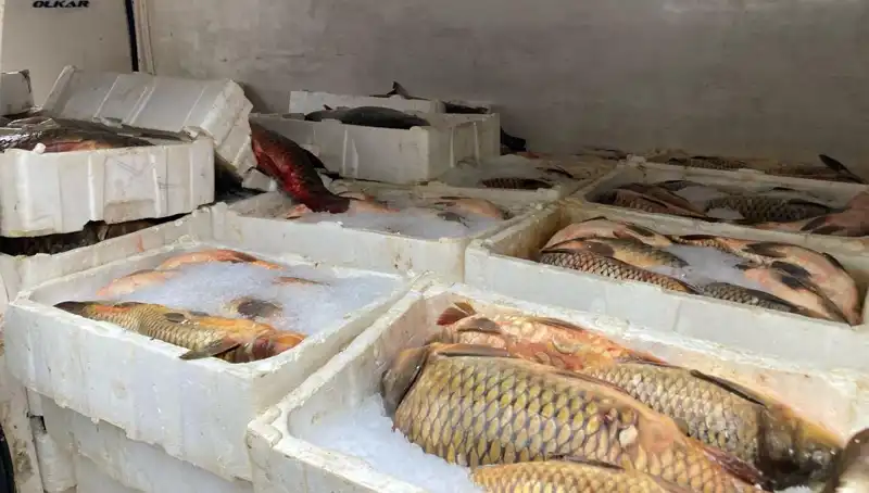 Kaçak Balık Avına Geçit Yok: Yüksek Cezalar Belli Oldu!