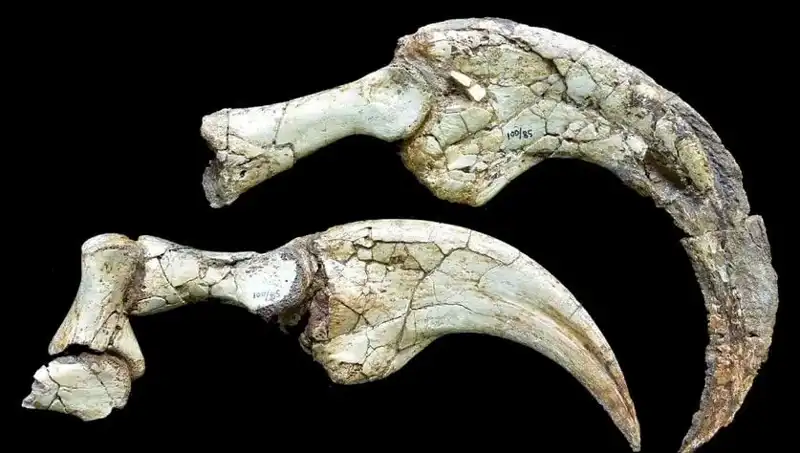 Gobi Çölü’nde Şaşırtıcı Dinozor Keşfi: İki Parmaklı Yeni Tür Ortaya Çıktı!
