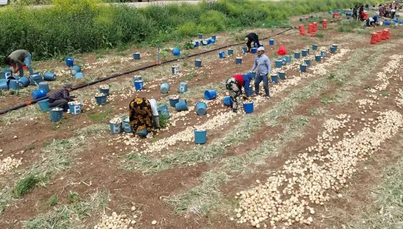 Soğan Hasadı Başladı: Fiyatlarda Düşüş Bekleniyor!
