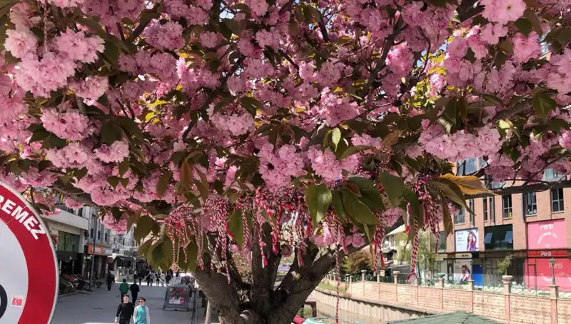 Süs Erik Ağacına Mistik Martenitsa Bağlandı: Anlamı ve Gelenekleri Nedir?