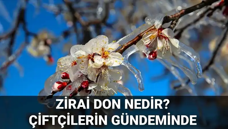 Zirai Don Tehlikesi Kapıda: Çiftçiler Ne Yapacak?