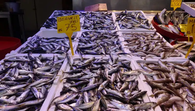 Balık Sezonu Kesin Olarak Kapanıyor: Bu Yılın En İyi Avcıları Kimlerdi?