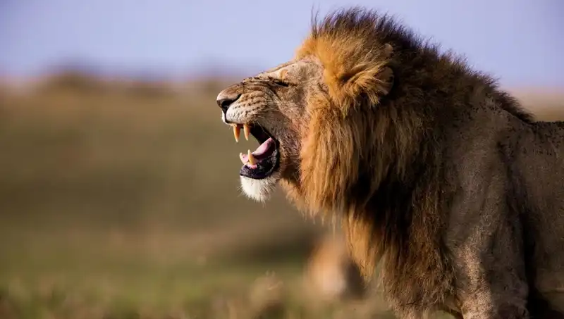 Aslan Saldırısında Hayatını Kaybeden Genç Kızın Trajik Hikayesi