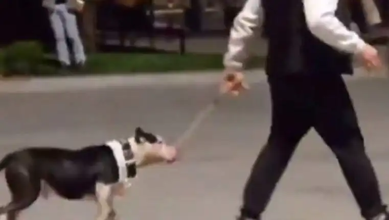 Ağızlıksız Pitbull, Başka Köpekleri Hedef Aldı: Sahibine Ceza Verildi!