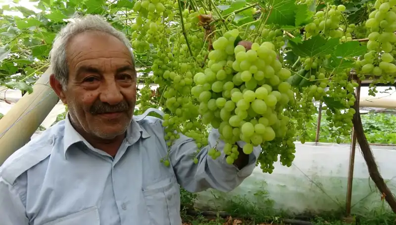 Zirai Don Etkisi: Meyve Fiyatlarında Şok Artışlar Görülüyor