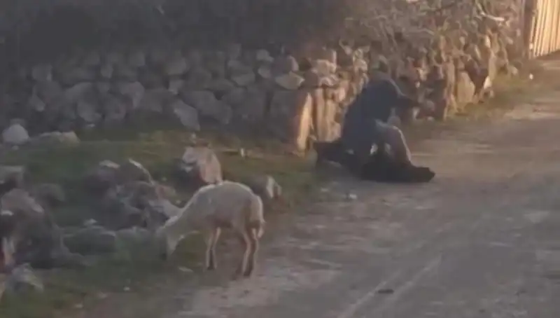 Koyuna Acımasızca Eziyet Eden Şahsın Gözaltına Alınması