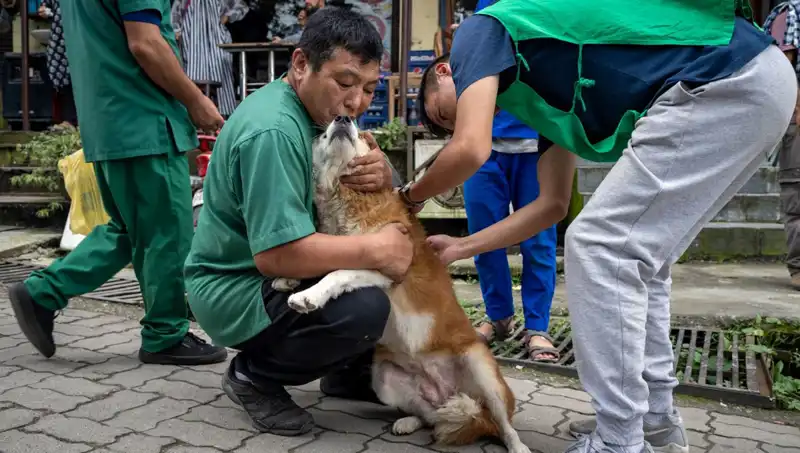 Filipinler'de Kuduz Alarmı: 2024 Yılında 426 Kişi Hayatını Kaybetti