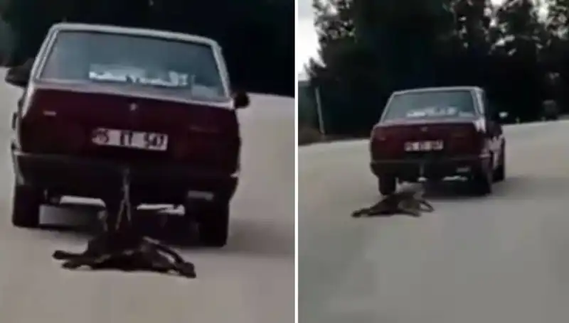 Otomobilin Arkasına Bağlanan Köpek: Trajik Olayın Perde Arkası