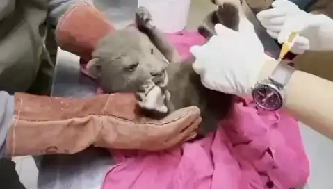 Karabük'te Ortaya Çıkan Yavru Bozayıyla Doğa Koruma Mücadelesi